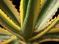 Agave lophantha 'quadricolor'